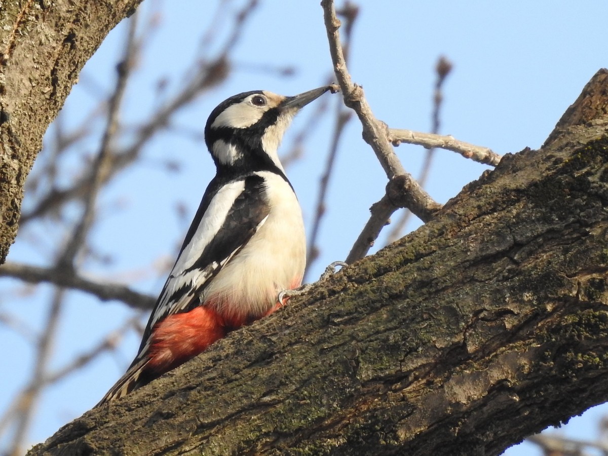 White-winged Woodpecker - ML615700526