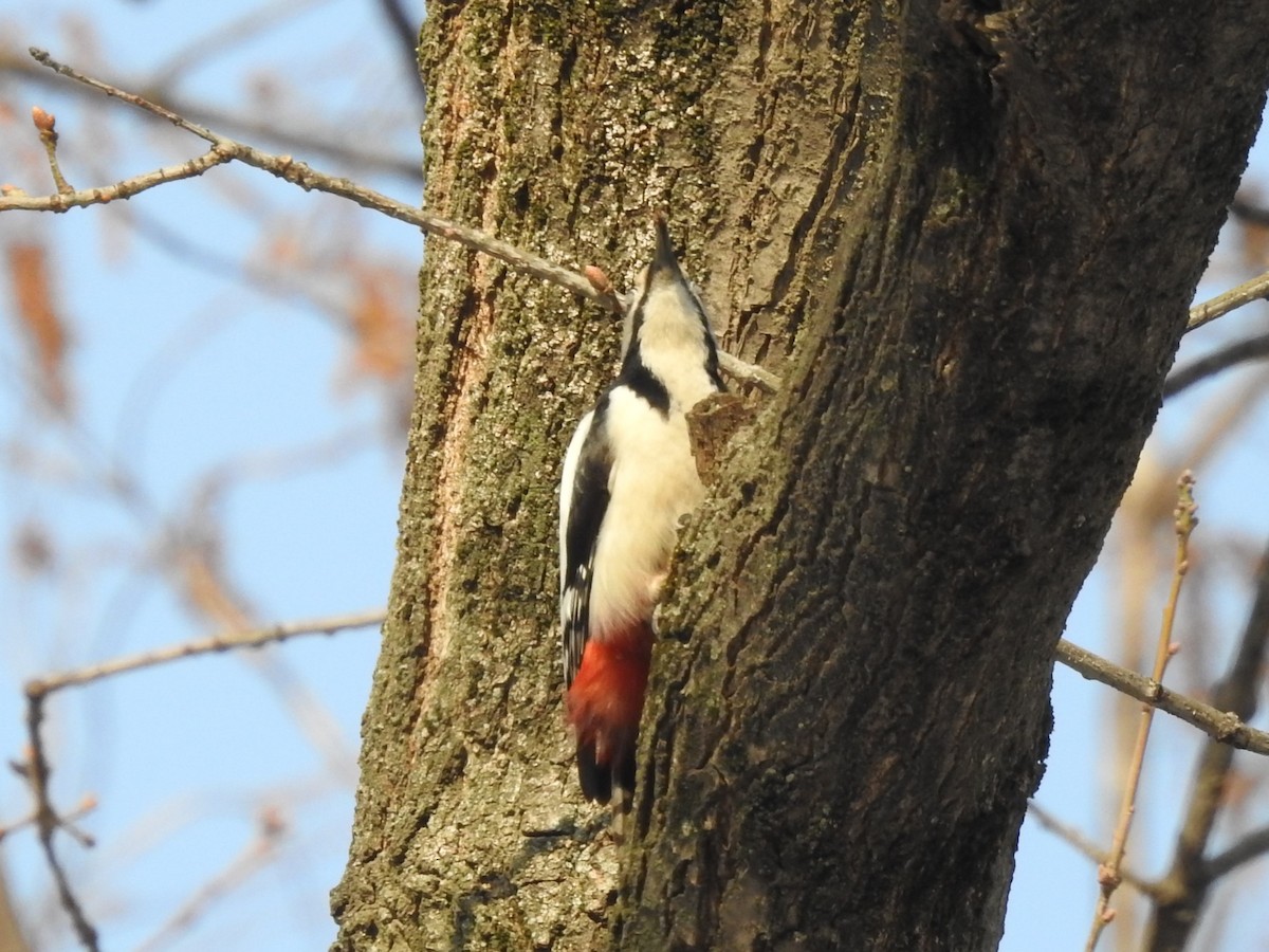 White-winged Woodpecker - ML615700527