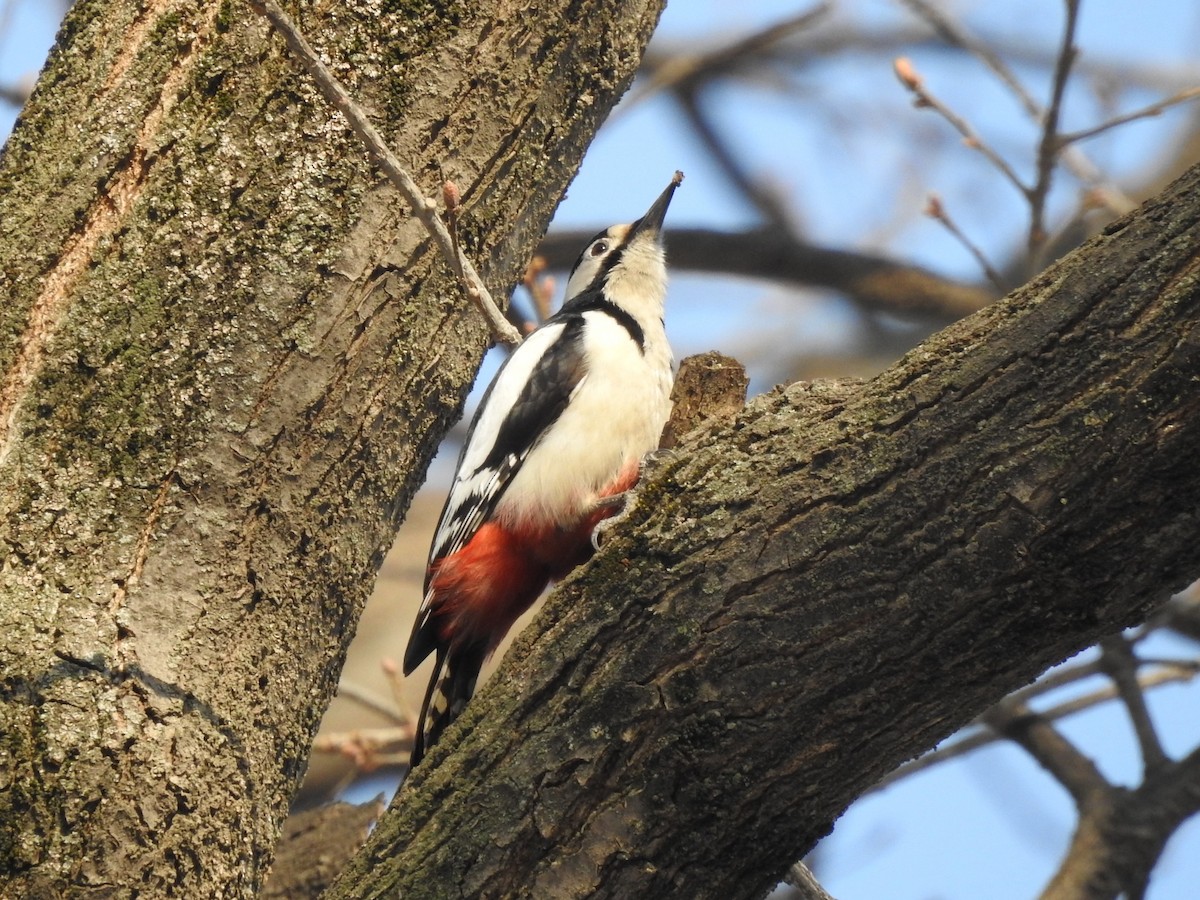 White-winged Woodpecker - ML615700528