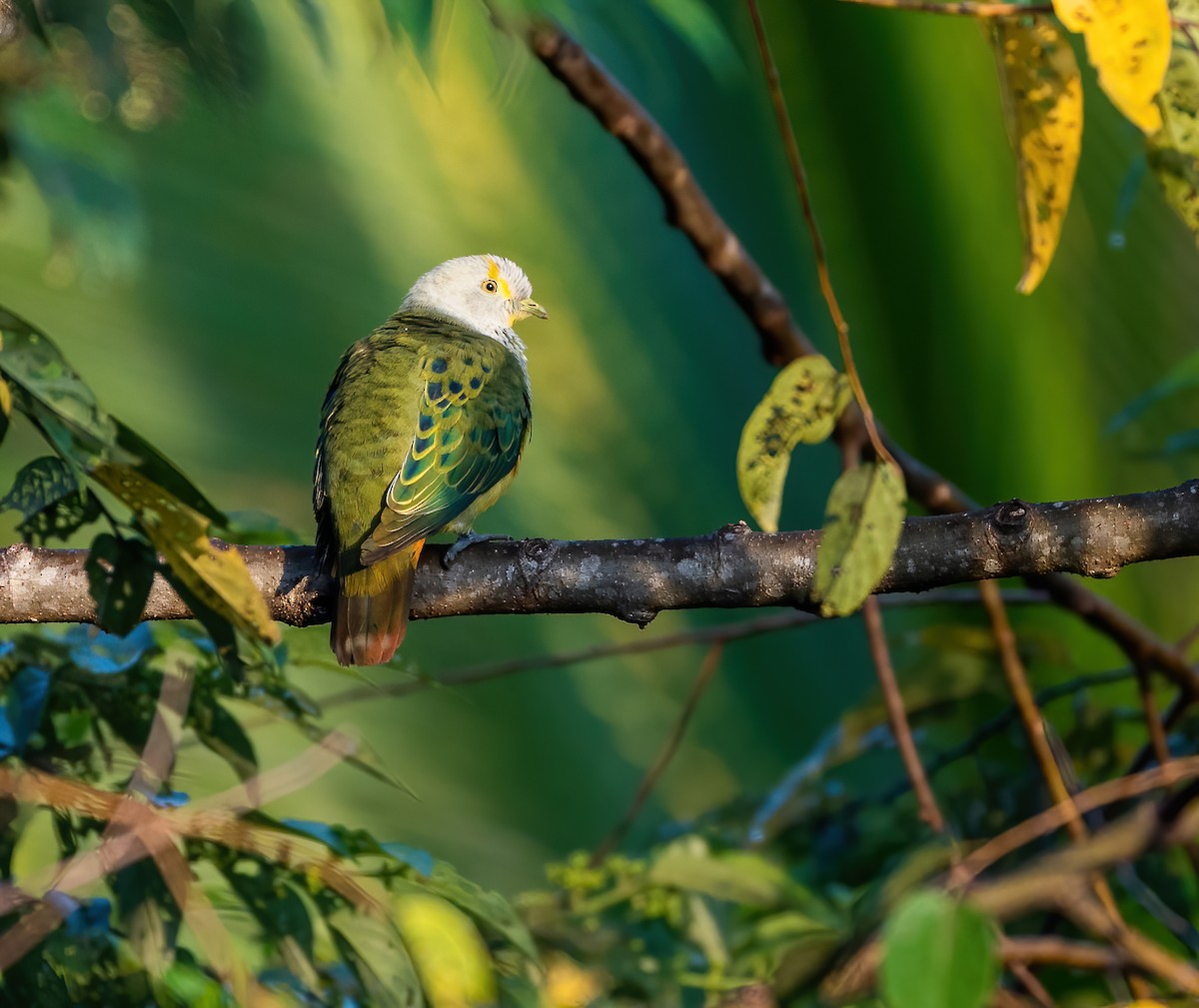 Rose-crowned Fruit-Dove - ML615700559