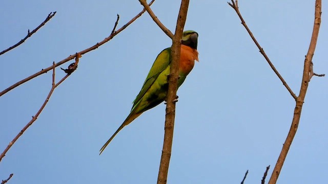 Red-breasted Parakeet - ML615700736
