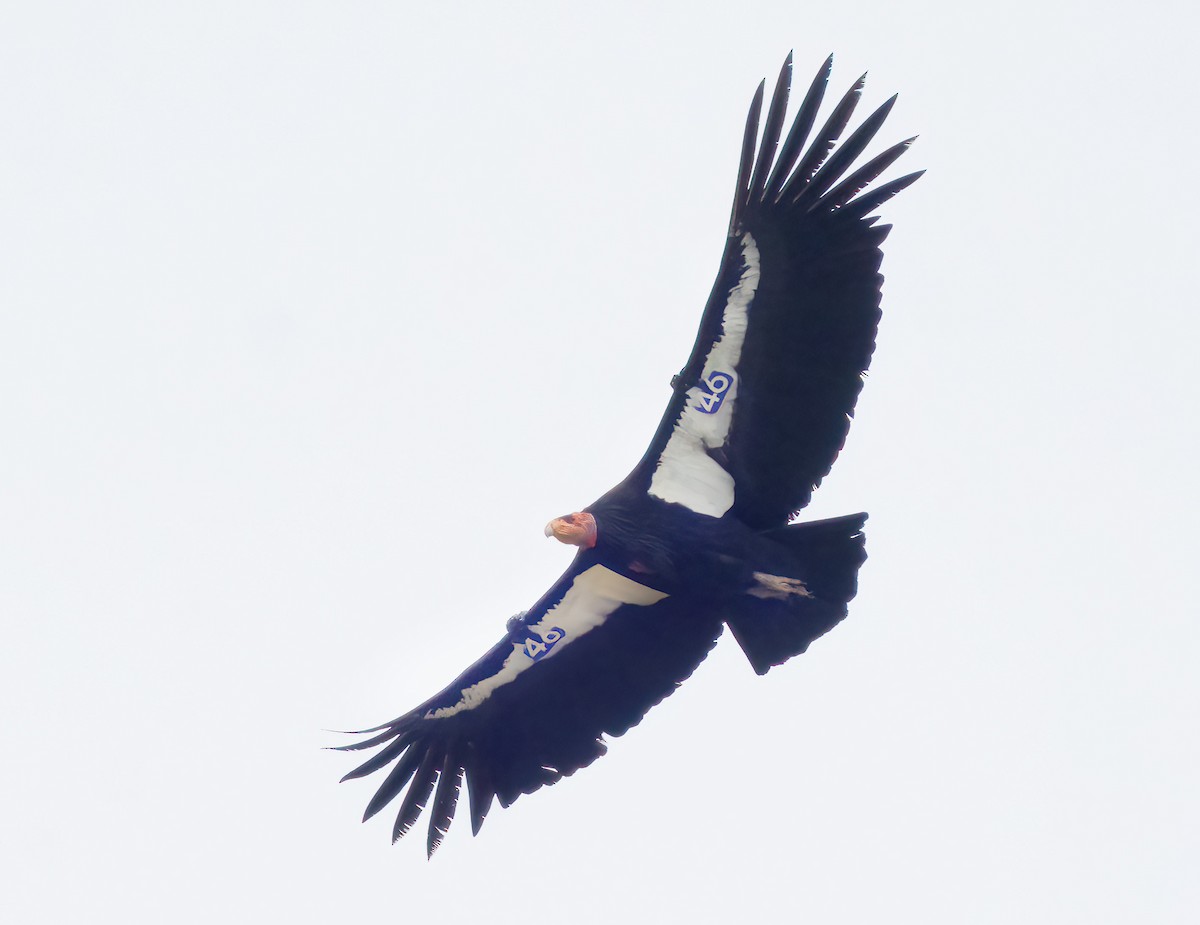 Condor de Californie - ML615700763