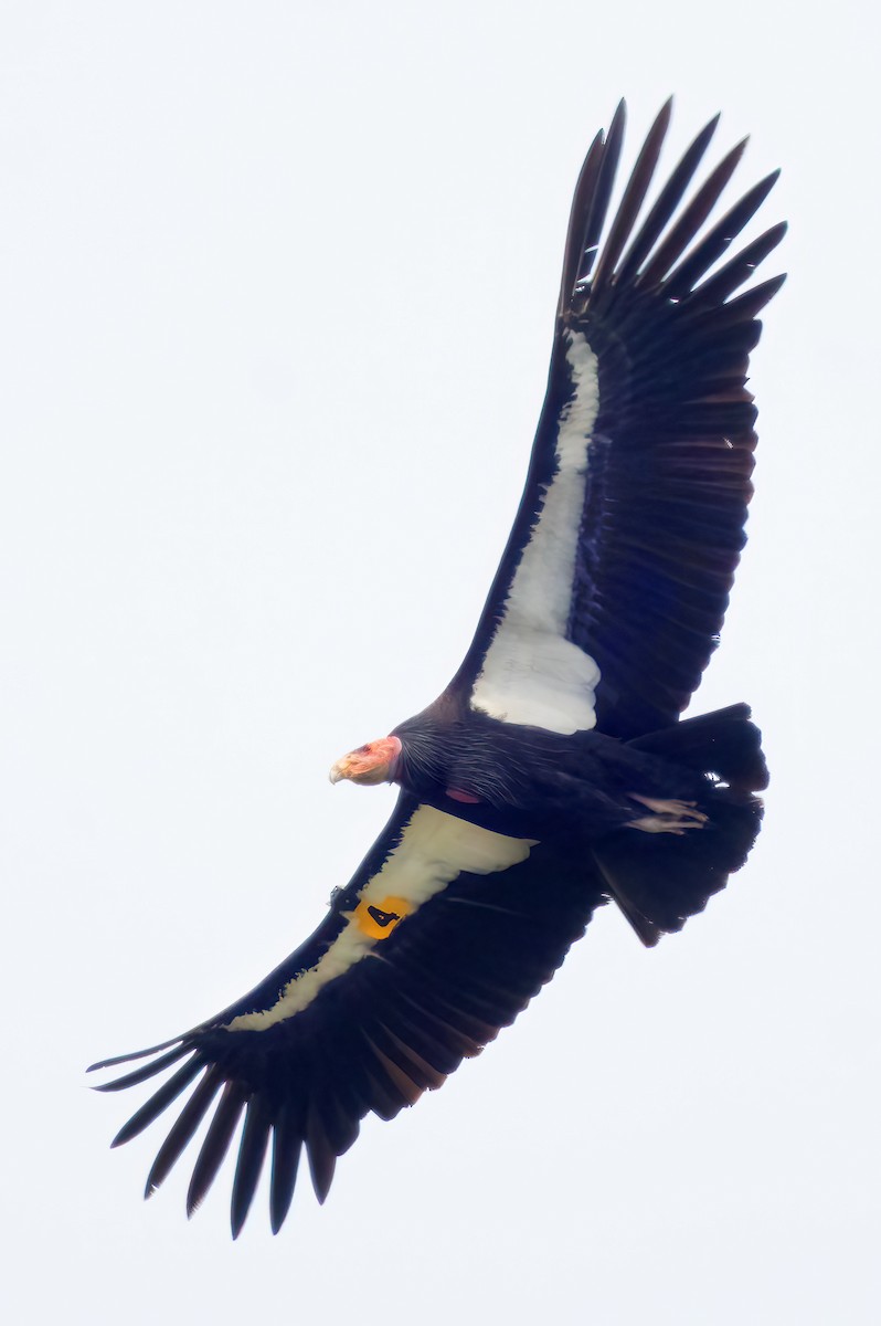 Condor de Californie - ML615700767