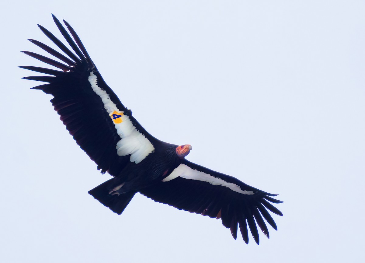Condor de Californie - ML615700768