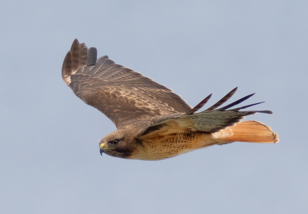 Red-tailed Hawk - ML615700782