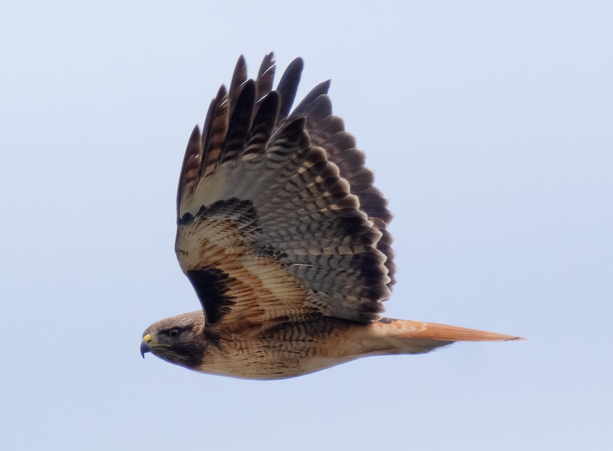 Red-tailed Hawk - ML615700783