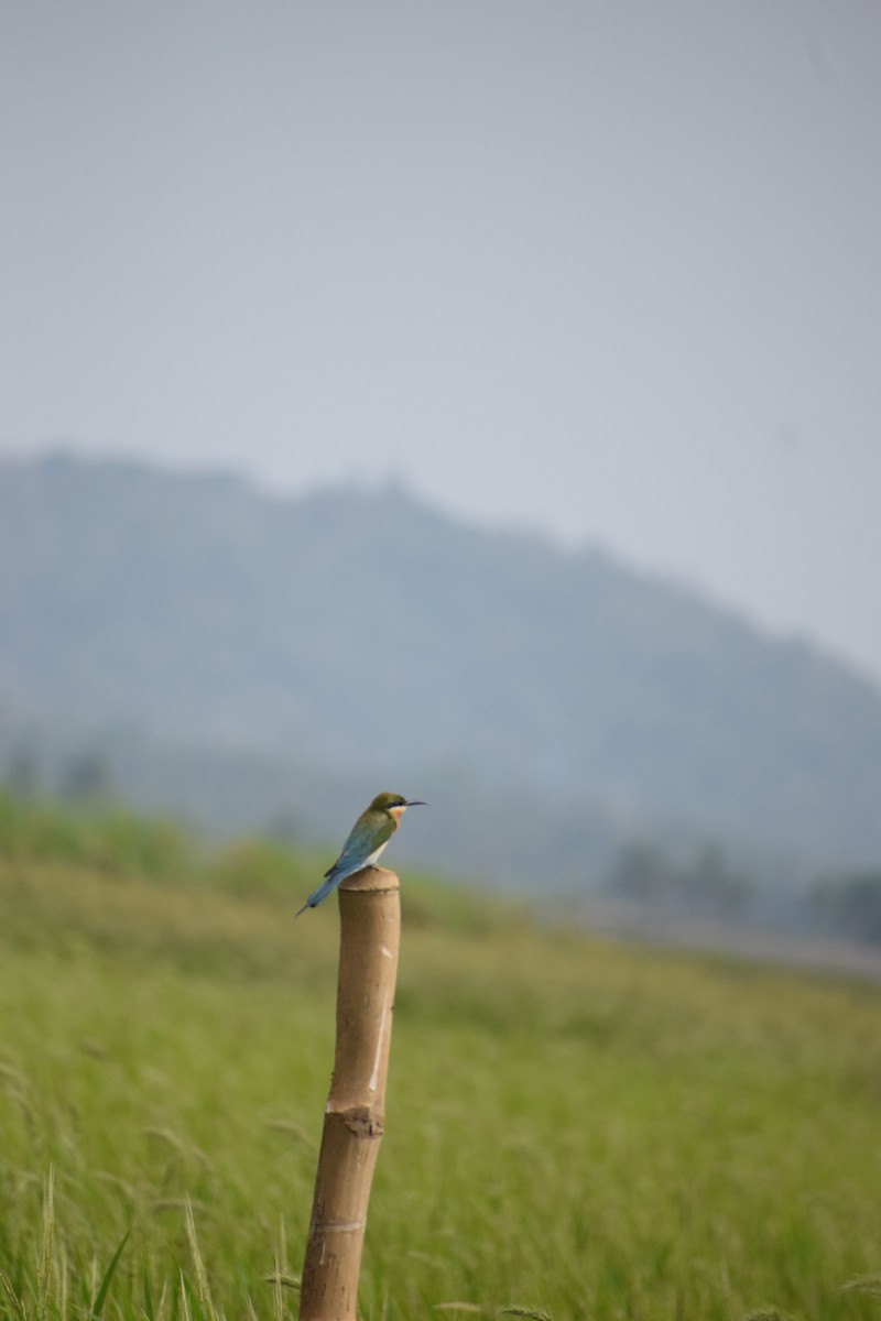 Blue-tailed Bee-eater - ML615700860