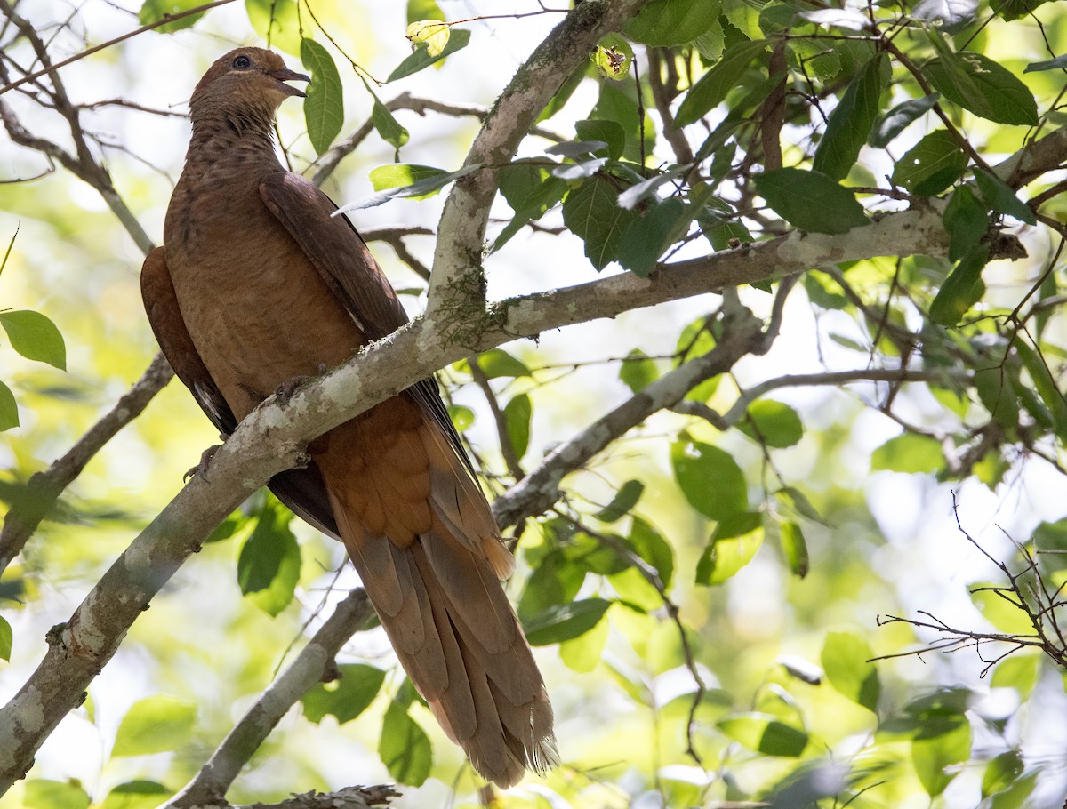 Brown Cuckoo-Dove - ML615701038