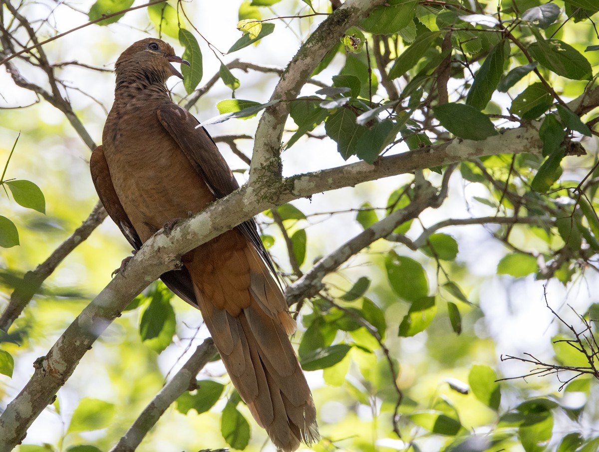 Brown Cuckoo-Dove - ML615701039