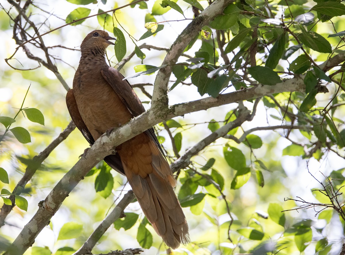 Brown Cuckoo-Dove - ML615701040