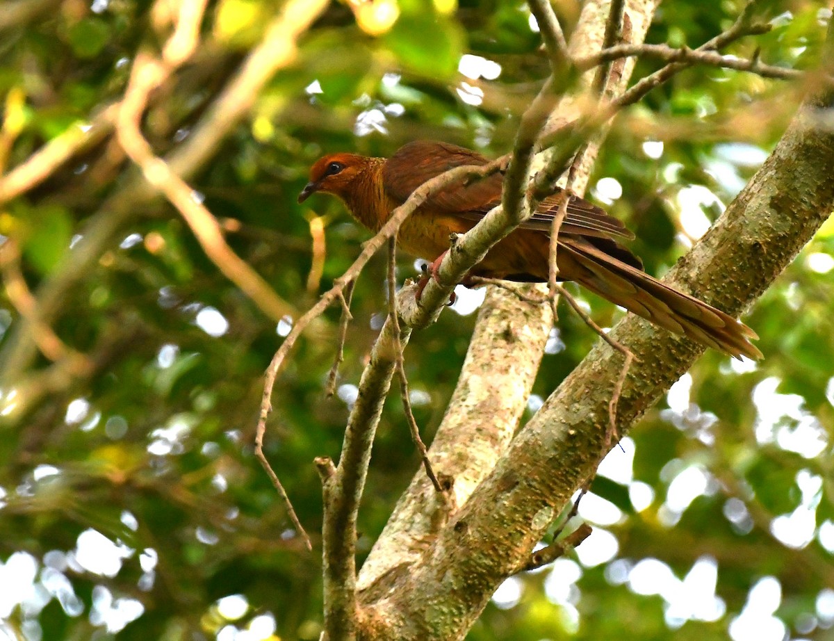 Timor Cuckoo-Dove - ML615701141