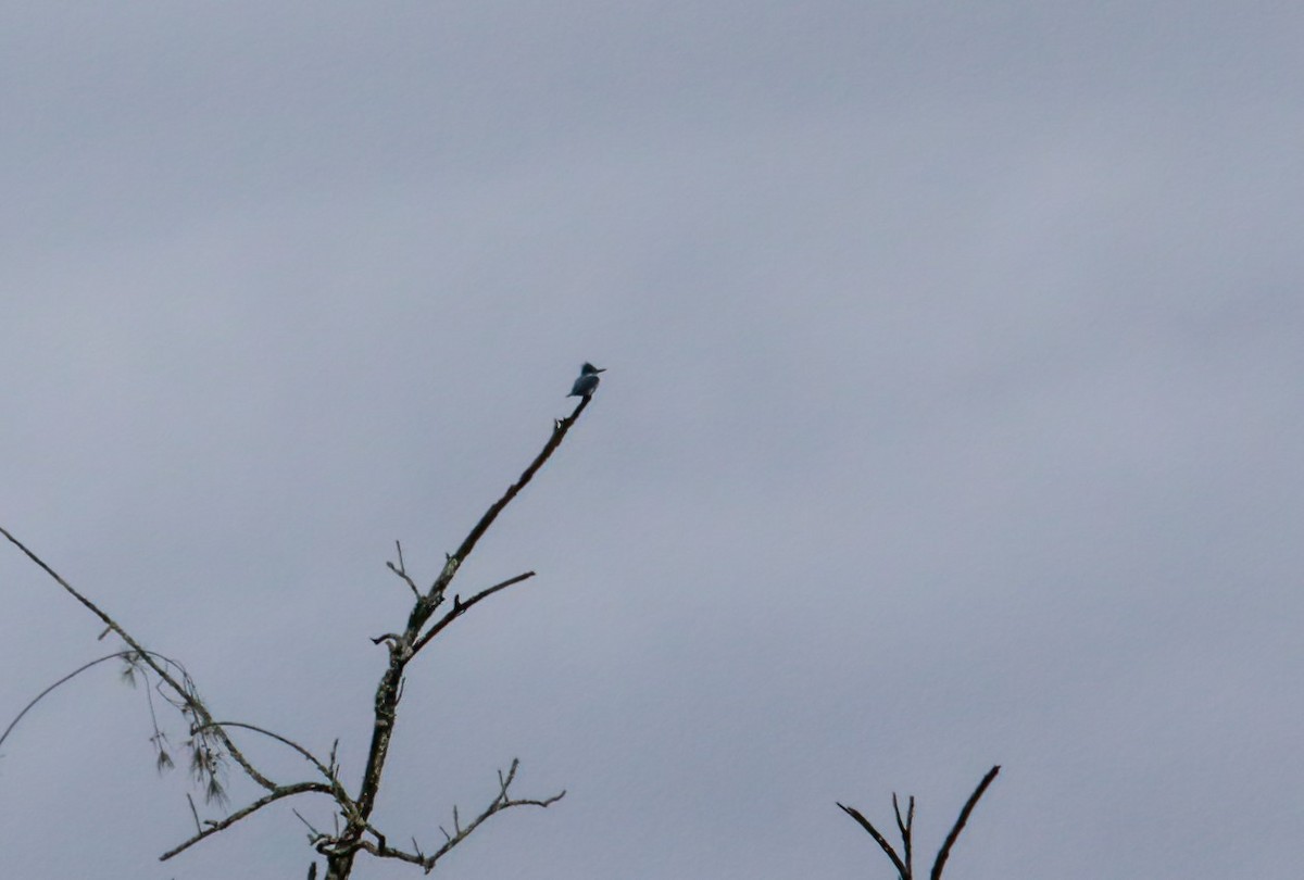 Belted Kingfisher - ML615701275