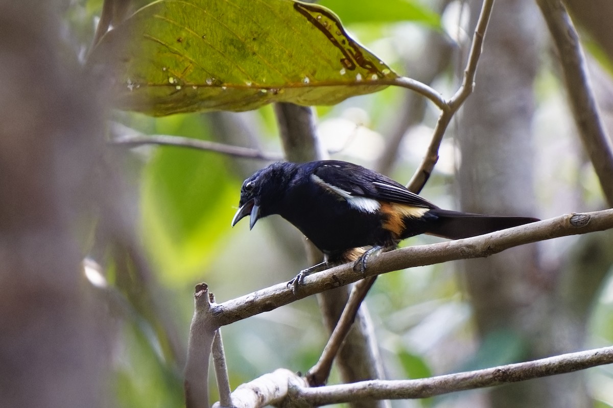 Fulvous-crested Tanager - ML615701282