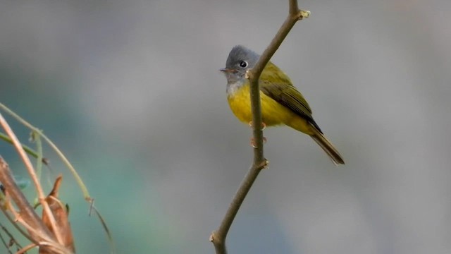 Gray-headed Canary-Flycatcher - ML615701588
