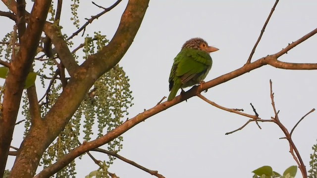 Lineated Barbet - ML615701594