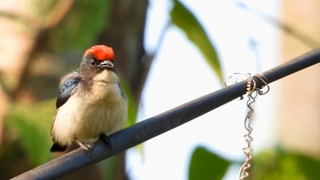 Scarlet-backed Flowerpecker - ML615701600