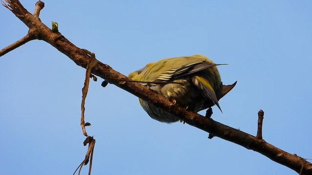 Yellow-footed Green-Pigeon - ML615701604
