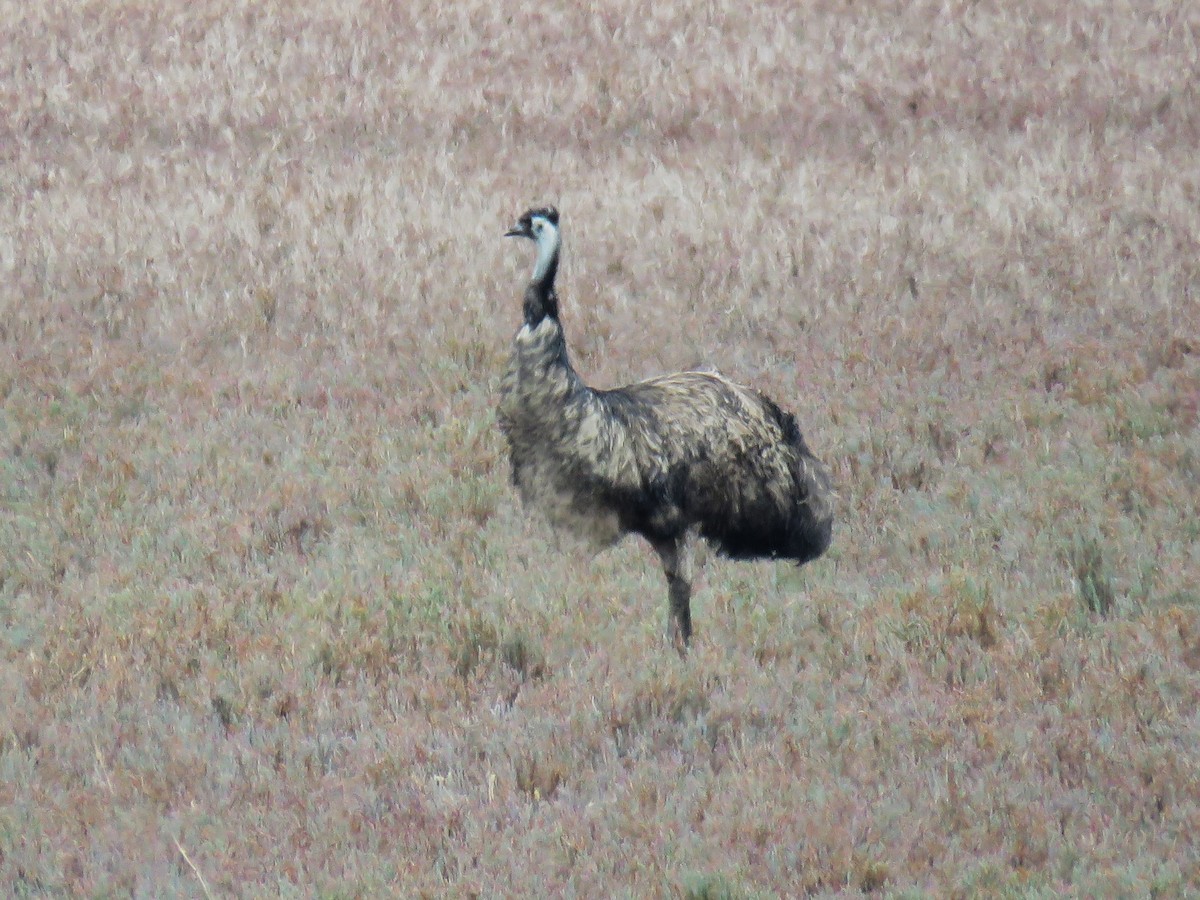 emu hnědý - ML615701612
