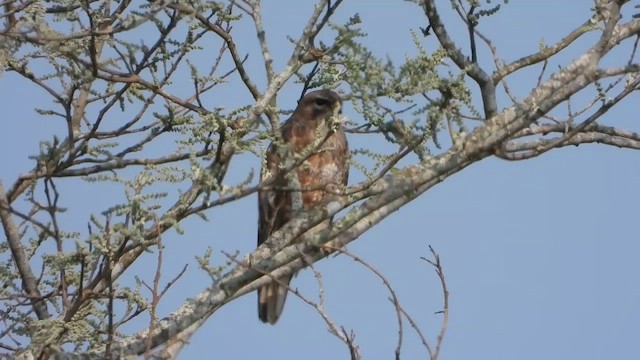 Eurasian Sparrowhawk - ML615701665
