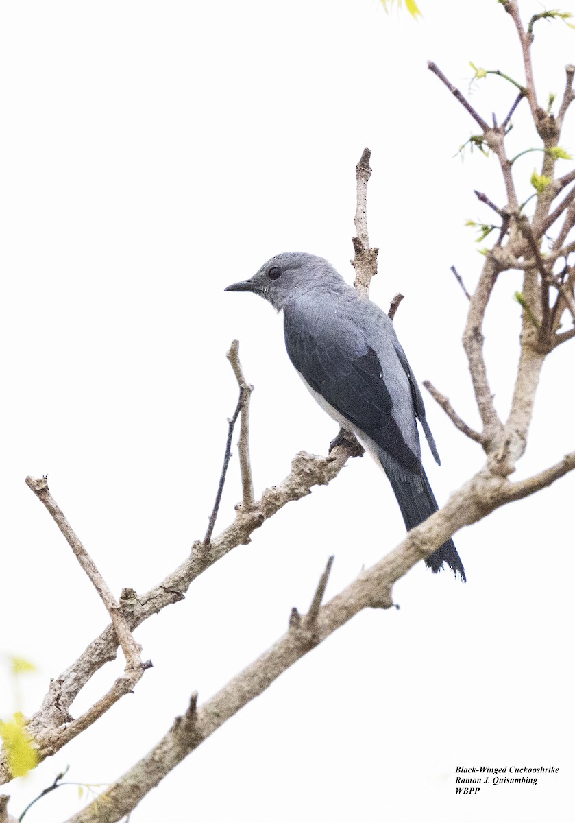 Black-winged Cuckooshrike - Ramon Quisumbing