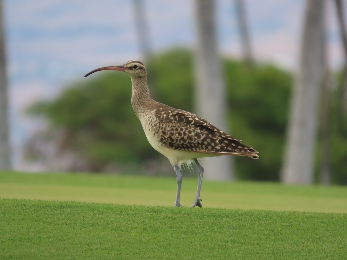 Bristle-thighed Curlew - ML615701873