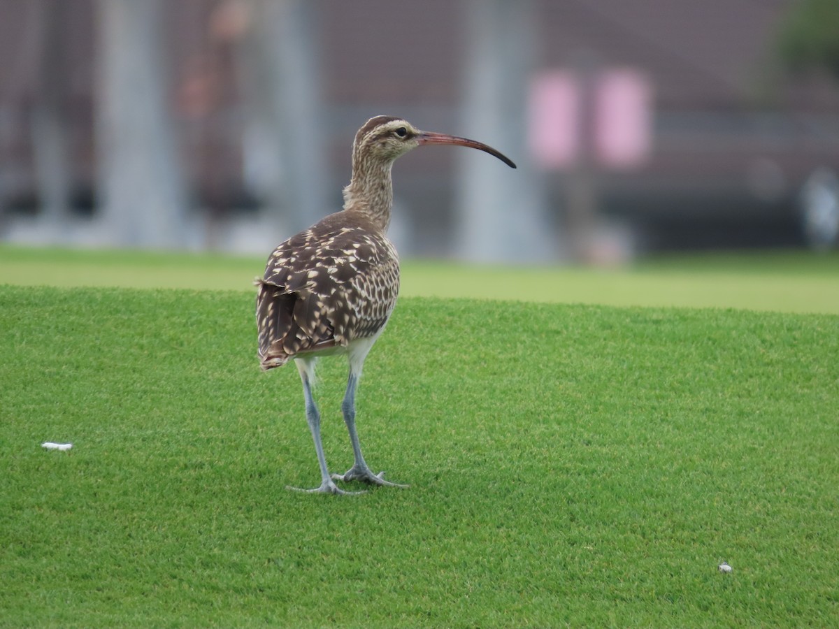 Bristle-thighed Curlew - ML615701874