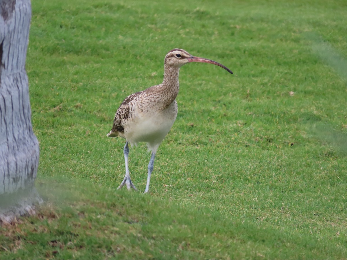 Bristle-thighed Curlew - ML615701875