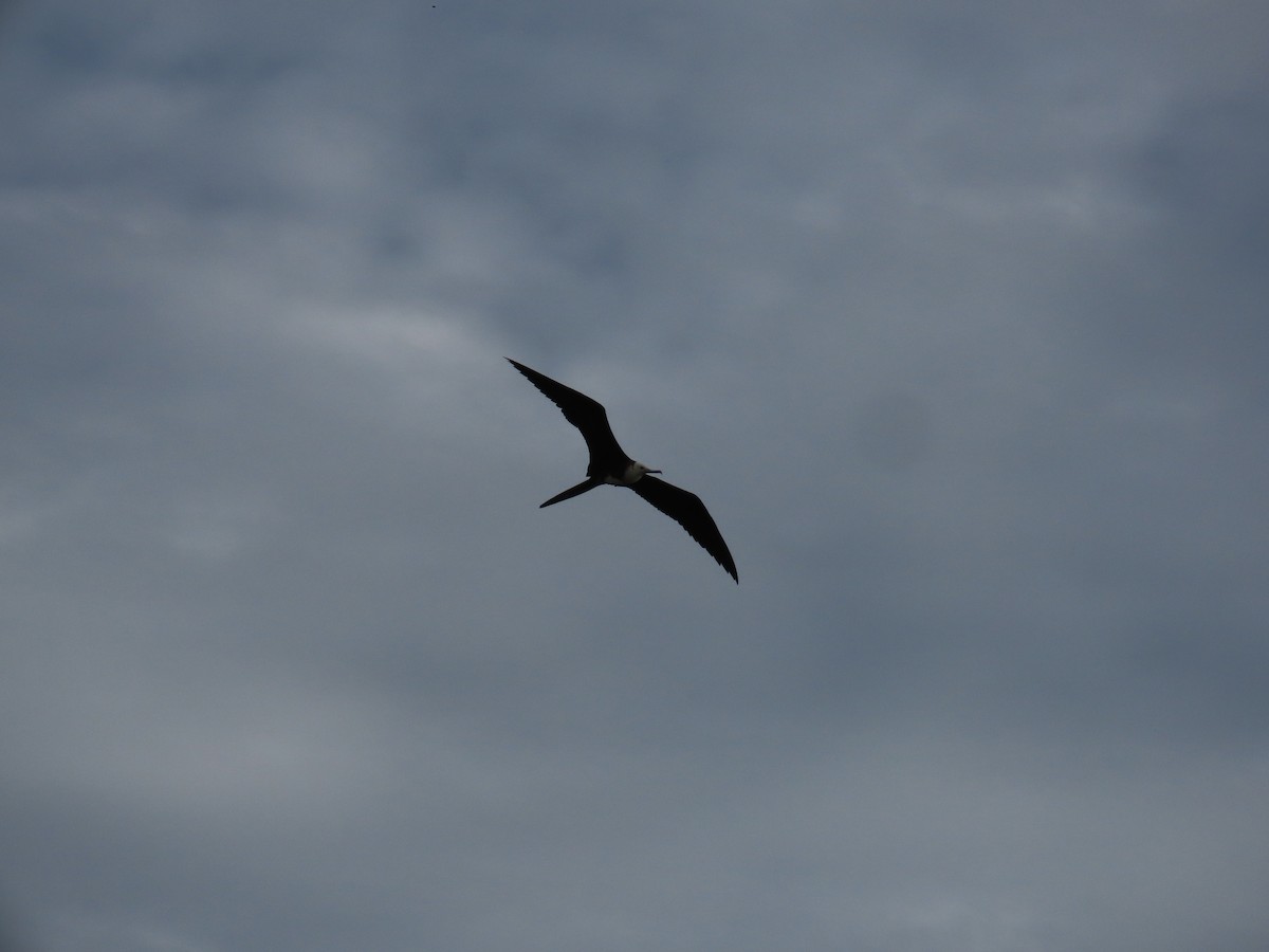 Great Frigatebird - ML615701881