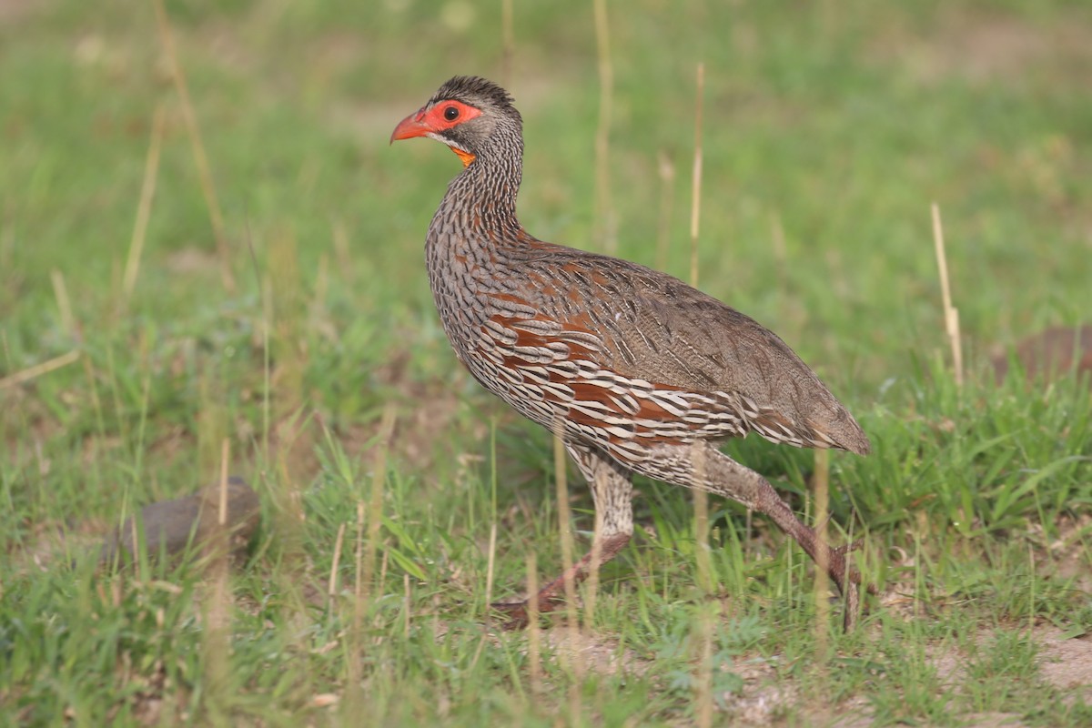 Gray-breasted Spurfowl - ML615701906
