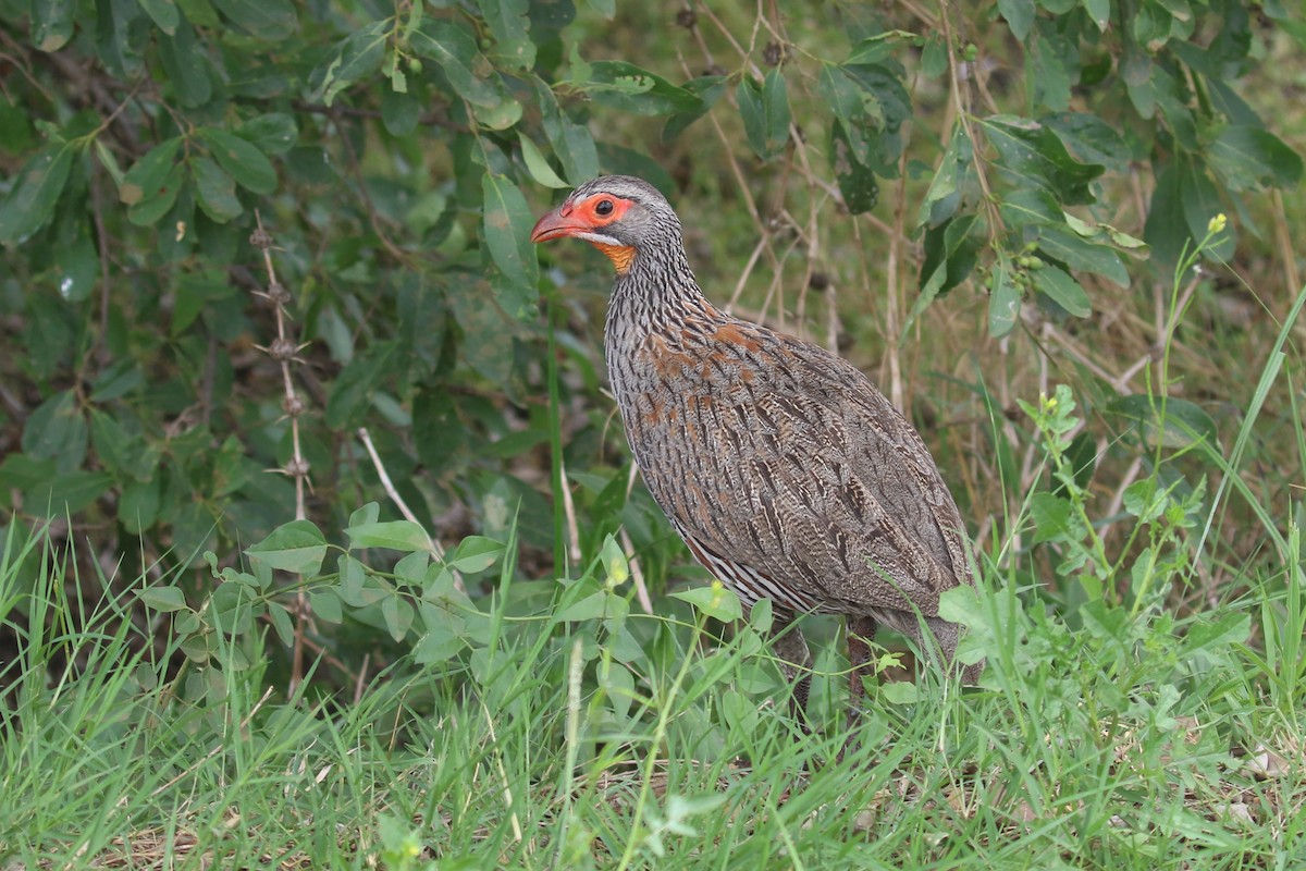 Gray-breasted Spurfowl - ML615701907