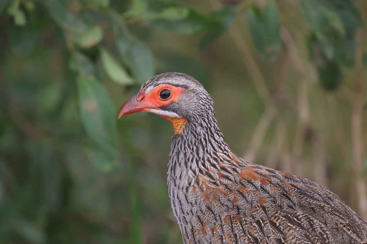 Gray-breasted Spurfowl - ML615701908