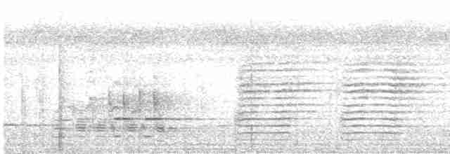 Сверкающий дронго (carbonarius) - ML615701982