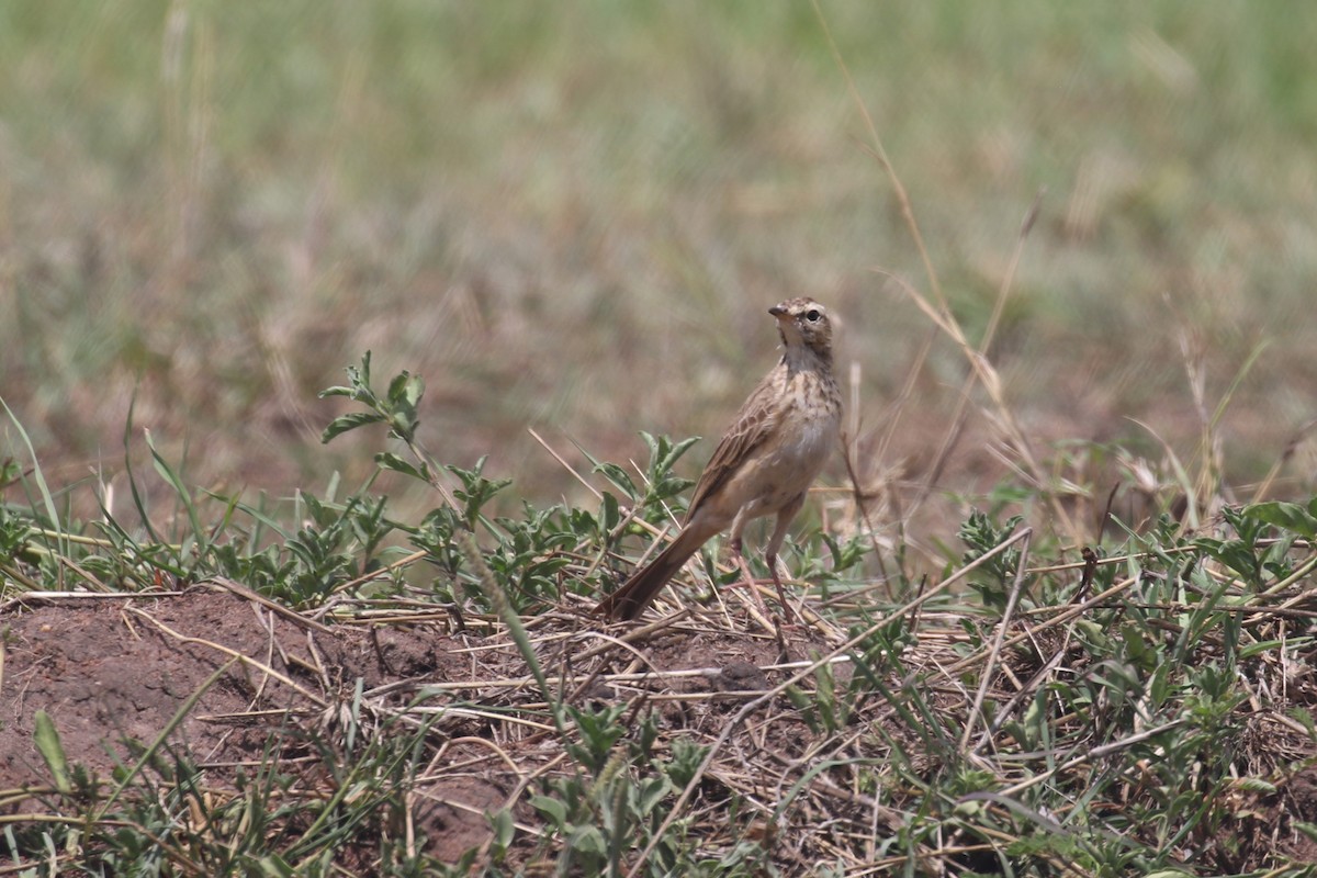 African Pipit - ML615702087