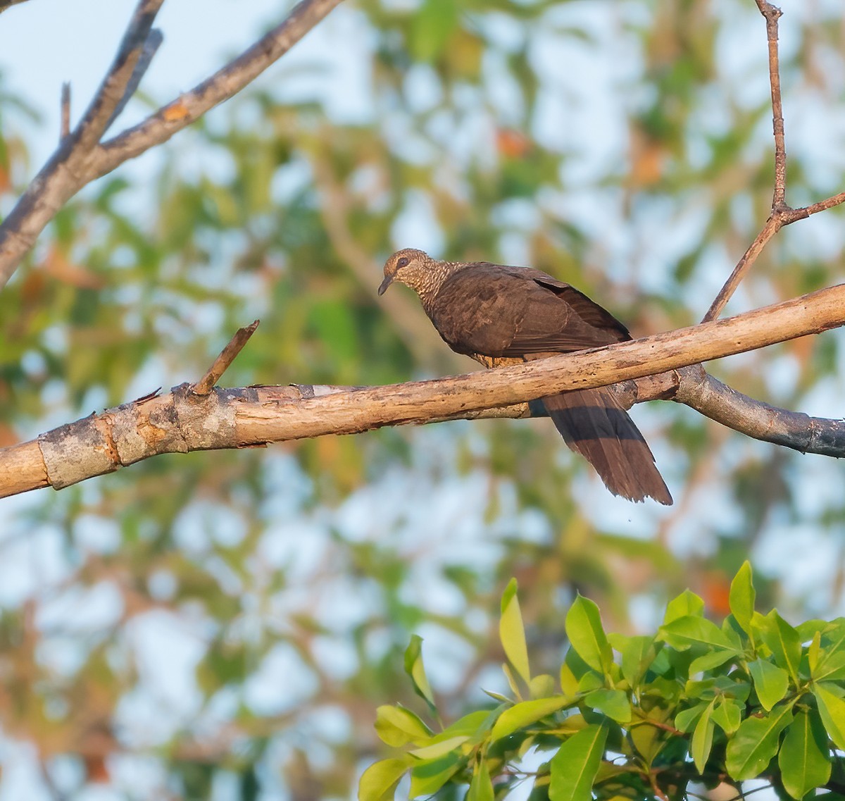 Tanimbar Cuckoo-Dove - ML615702250