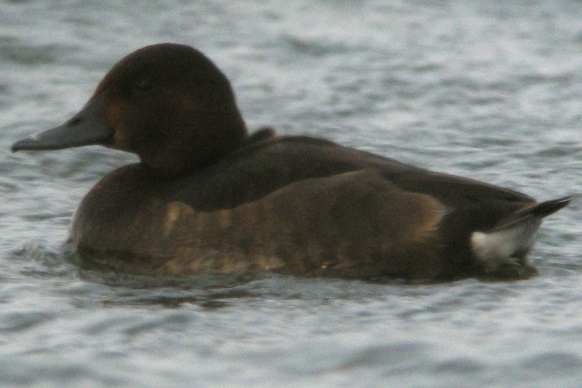 Common Pochard x Ferruginous Duck (hybrid) - ML615702334