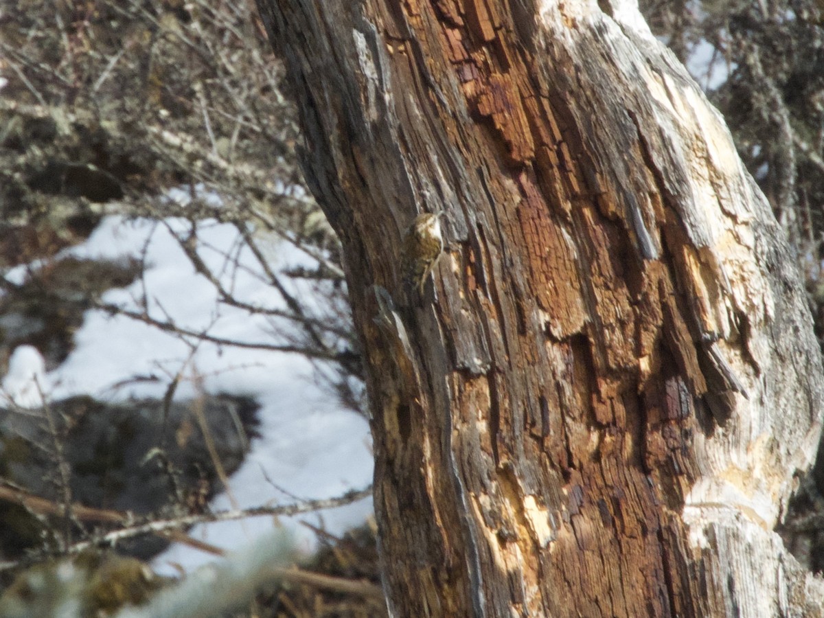 Rusty-flanked Treecreeper - ML615702462