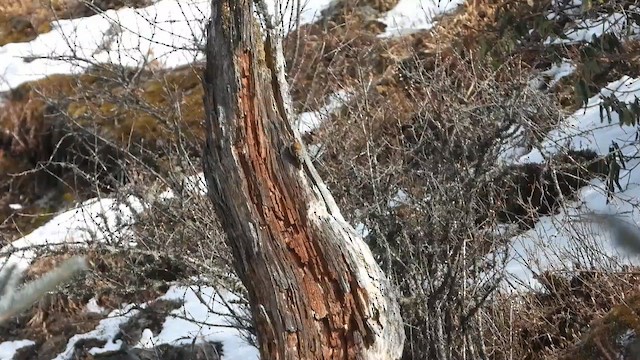 Rusty-flanked Treecreeper - ML615702464