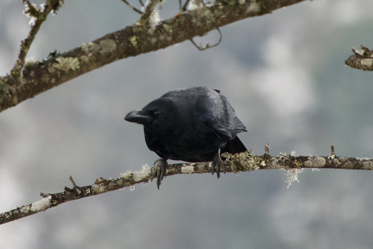 Large-billed Crow - GARY DOUGLAS