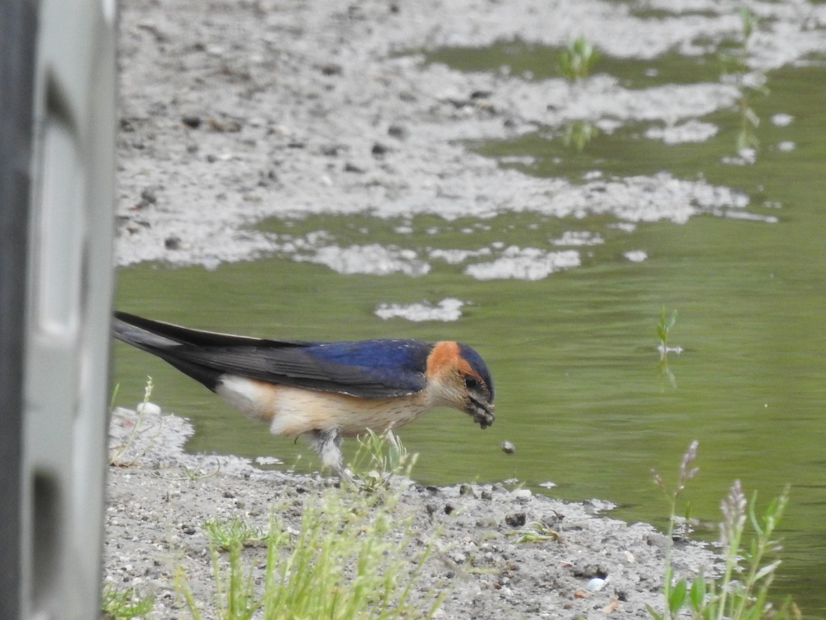 Red-rumped Swallow - ML615702525