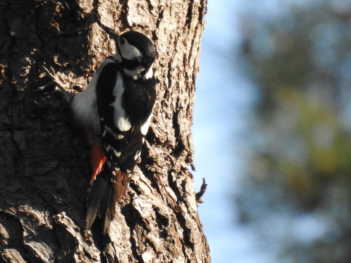 Great Spotted Woodpecker - Mário Ruivo