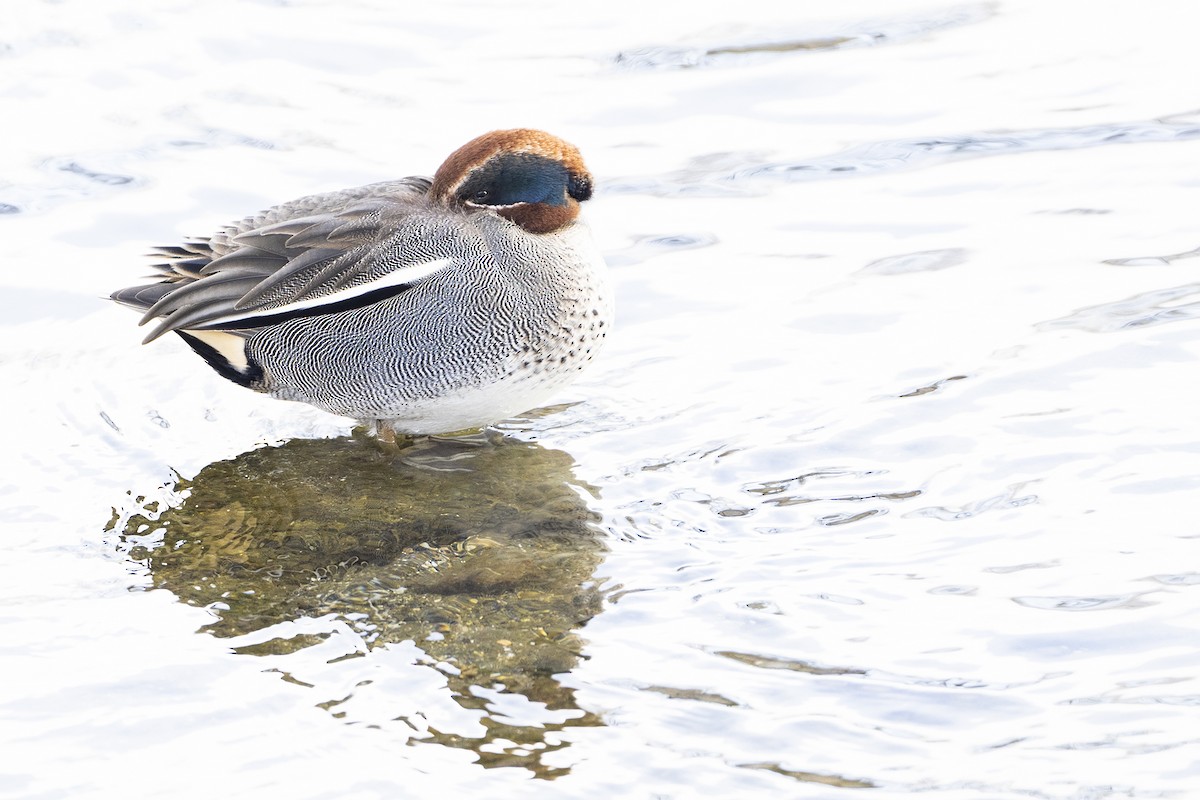 Green-winged Teal - ML615702554