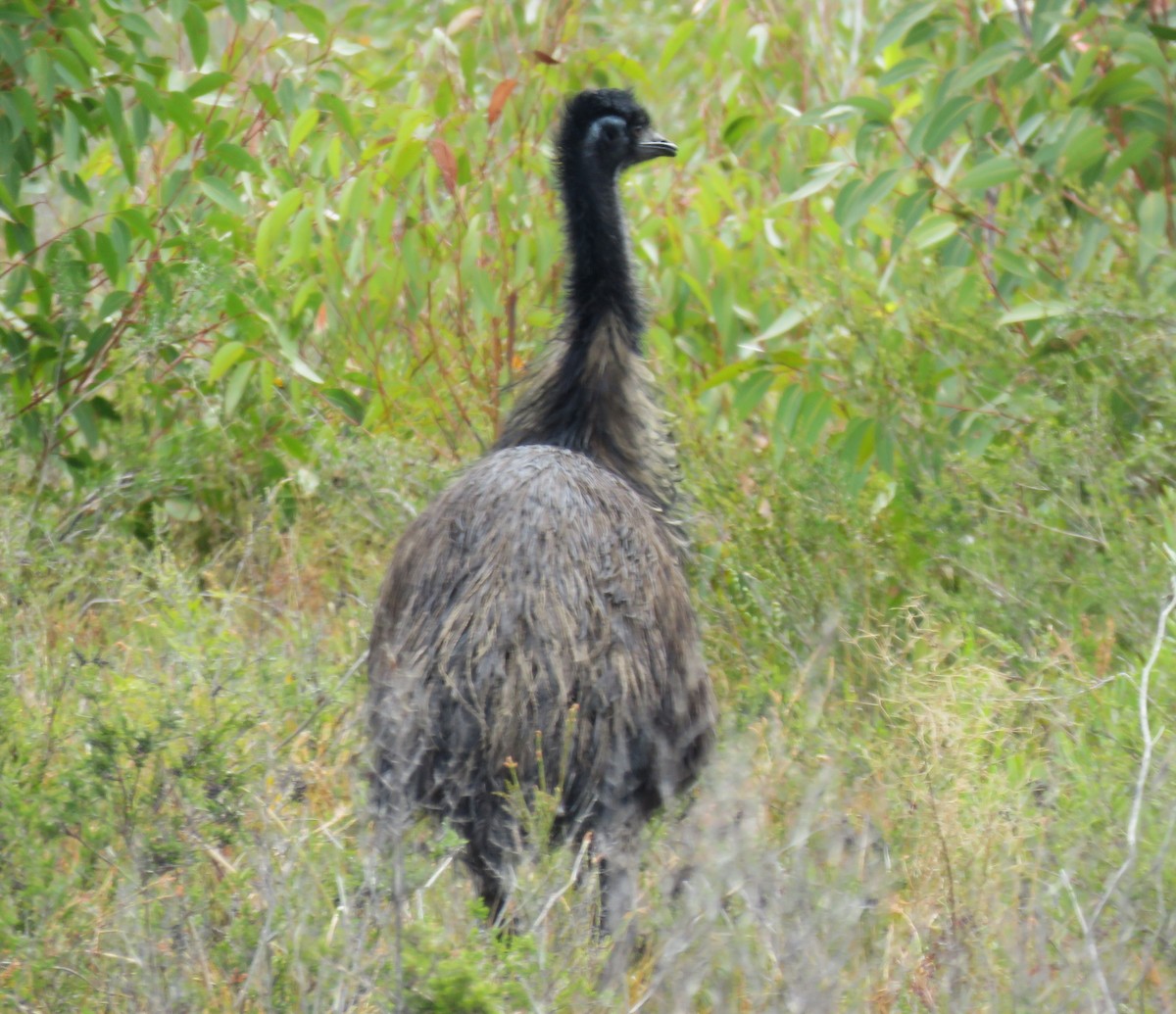 emu hnědý - ML615702573