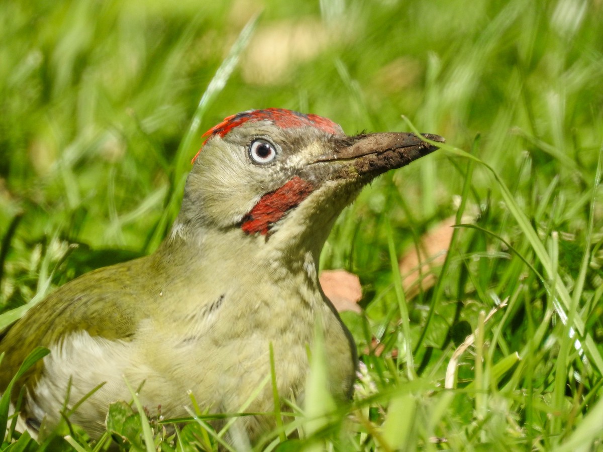 Iberian Green Woodpecker - ML615702681