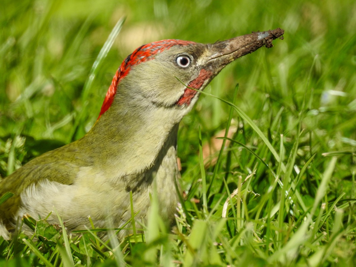 Iberian Green Woodpecker - ML615702682