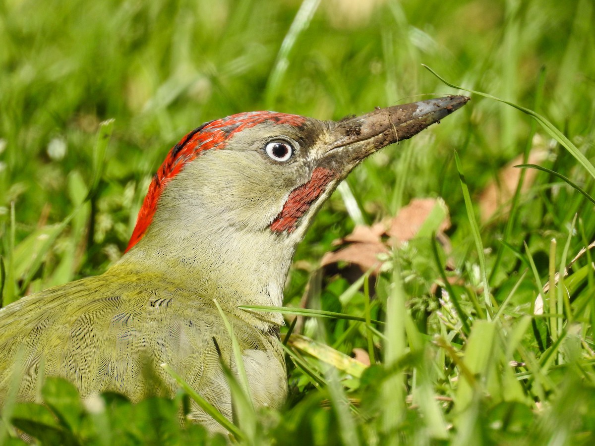 Iberian Green Woodpecker - ML615702684