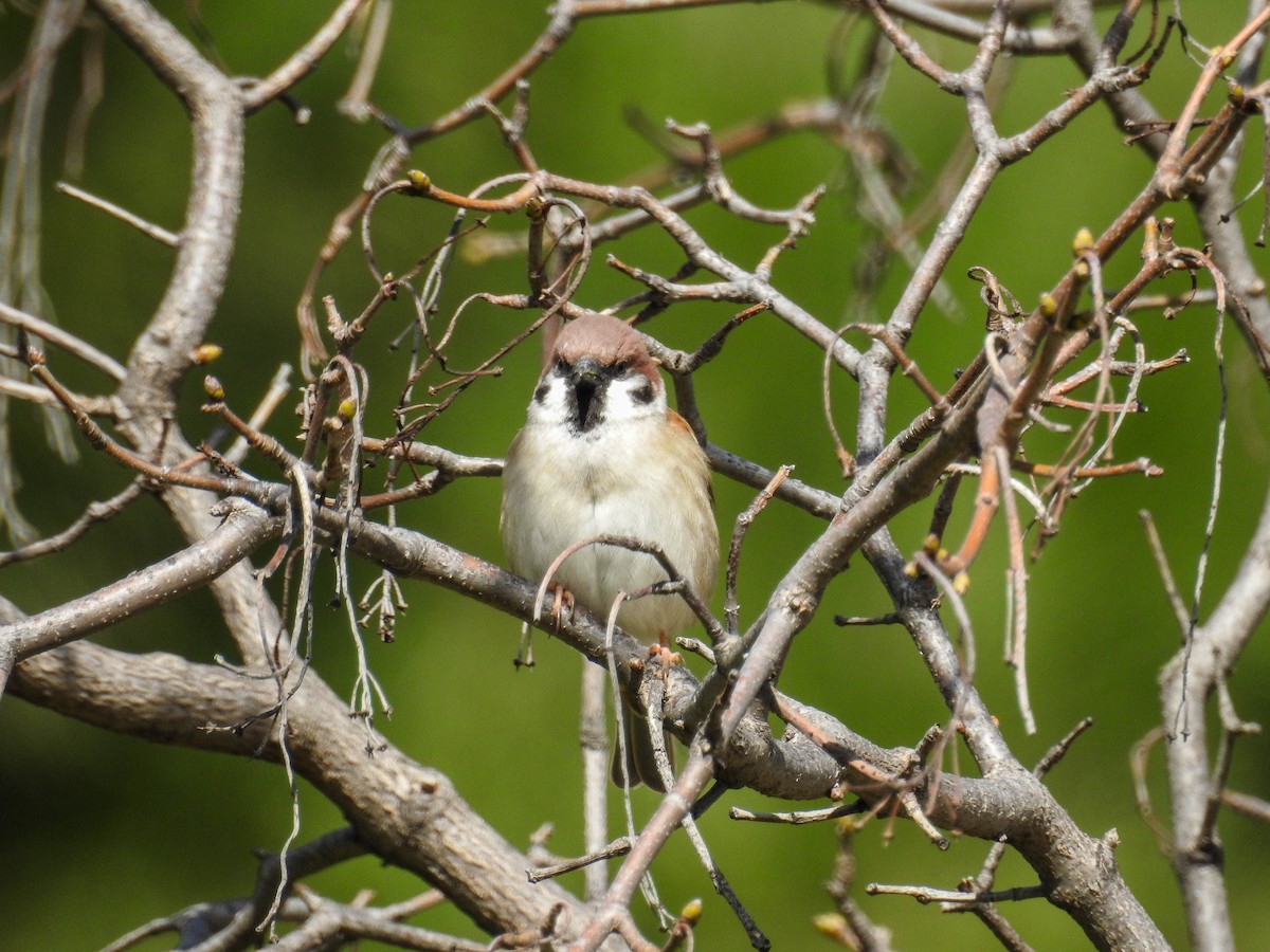 Eurasian Tree Sparrow - ML615702693