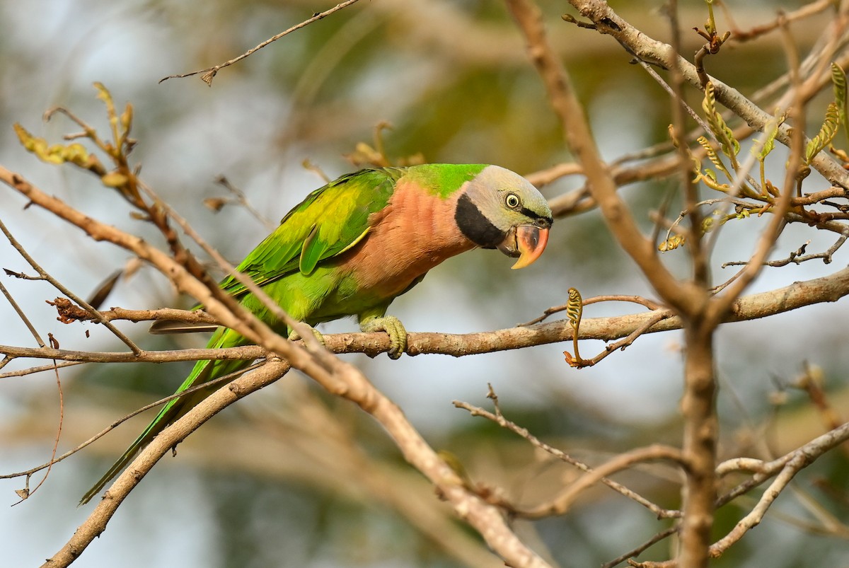 Red-breasted Parakeet - ML615702776