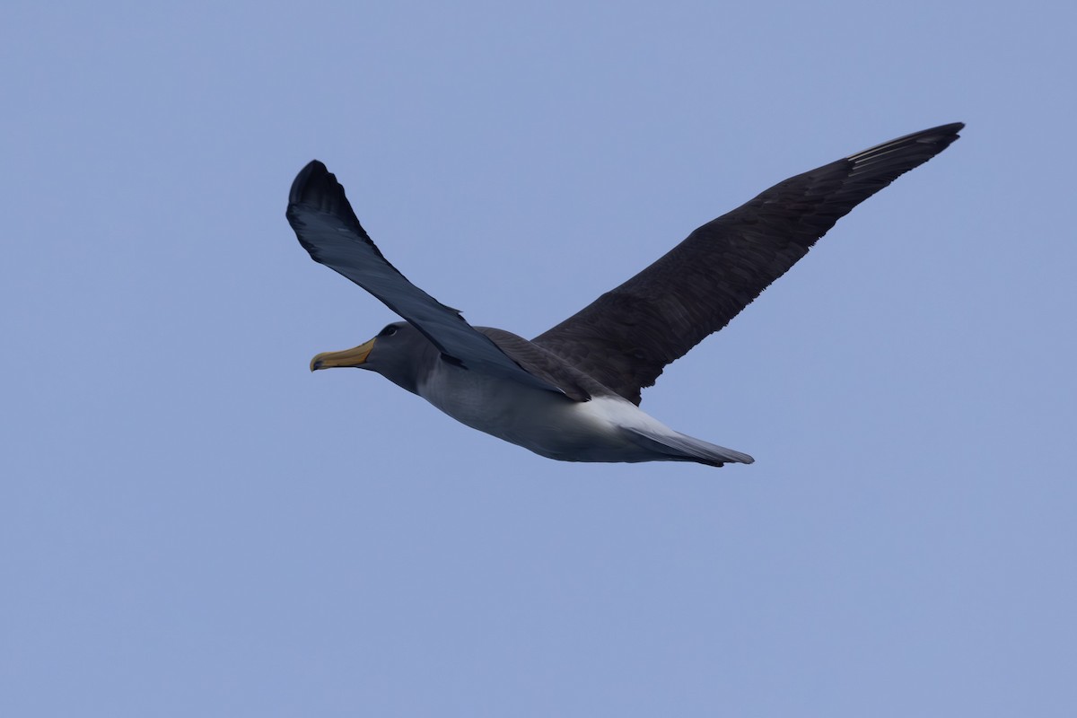 albatros chathamský - ML615702858
