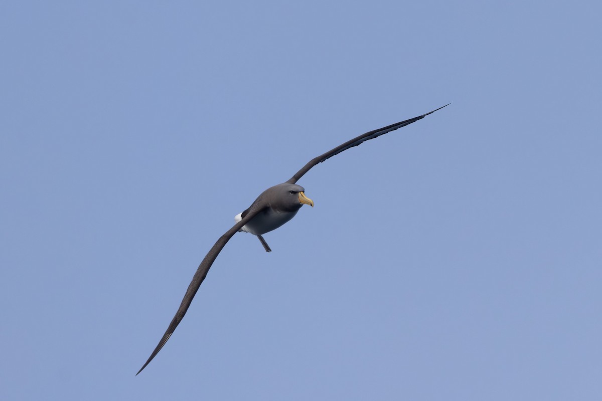 albatros chathamský - ML615702884