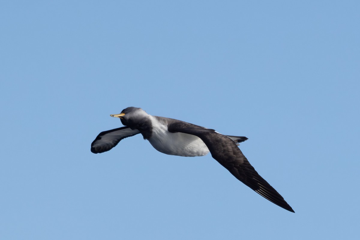Albatros de las Chatham - ML615702907